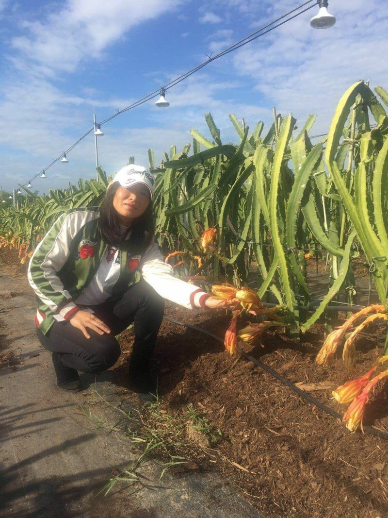 带根带芽燕窝果苗麒麟果品质有保证提供技术支持