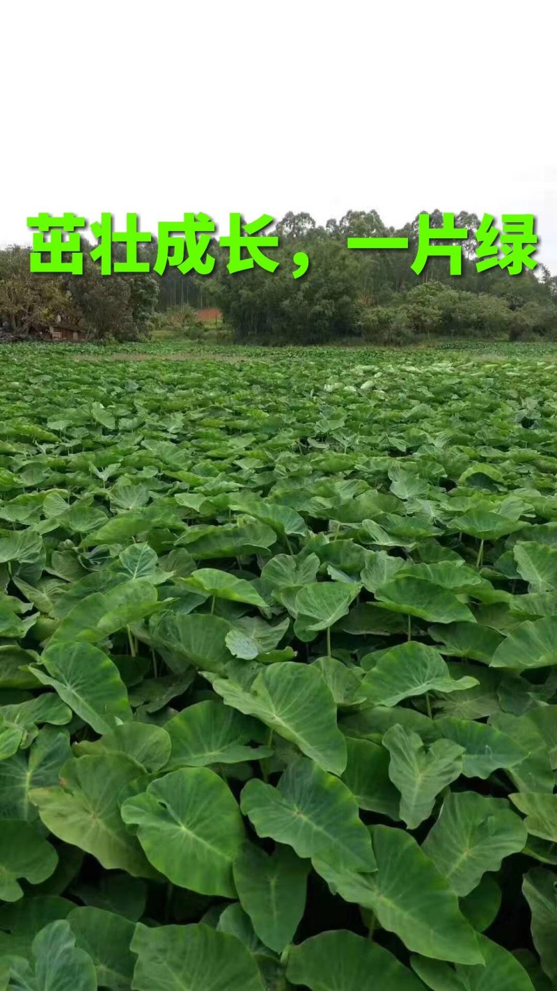 广西特产，芋苗酸，去皮芋苗，芋荷子，新鲜现做现发产地直销