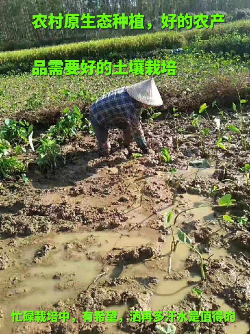 广西特产，芋苗酸，去皮芋苗，芋荷子，新鲜现做现发产地直销