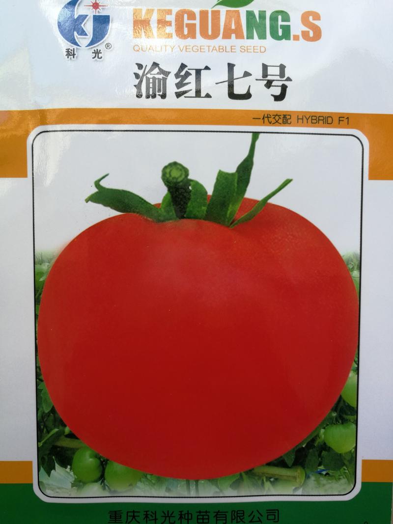 番茄种子红果番茄种子（渝红7号）
