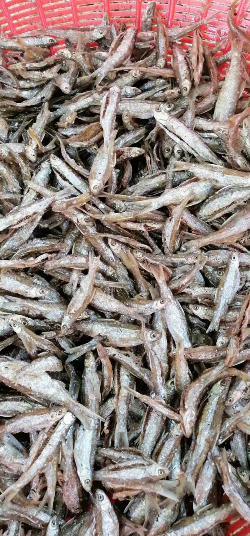 淡水鱼类