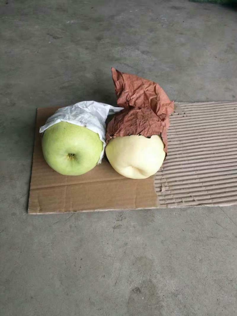 汉源金花梨5量以上果面干净，甜味上好