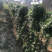 自家山药
