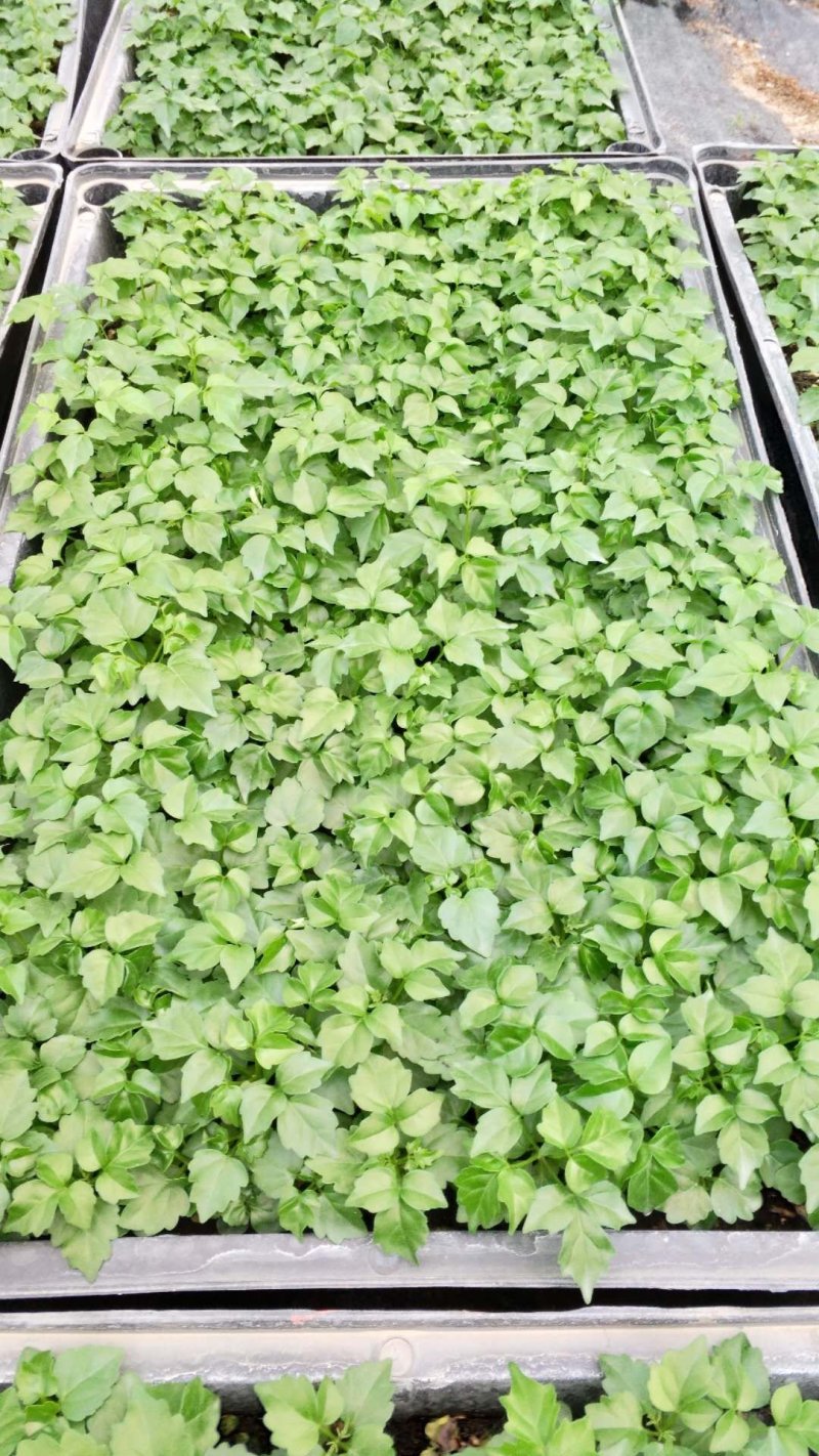 幸福树小富贵观叶植物小盆栽用苗一手货源直发