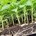 幸福树小富贵观叶植物小盆栽用苗一手货源直发