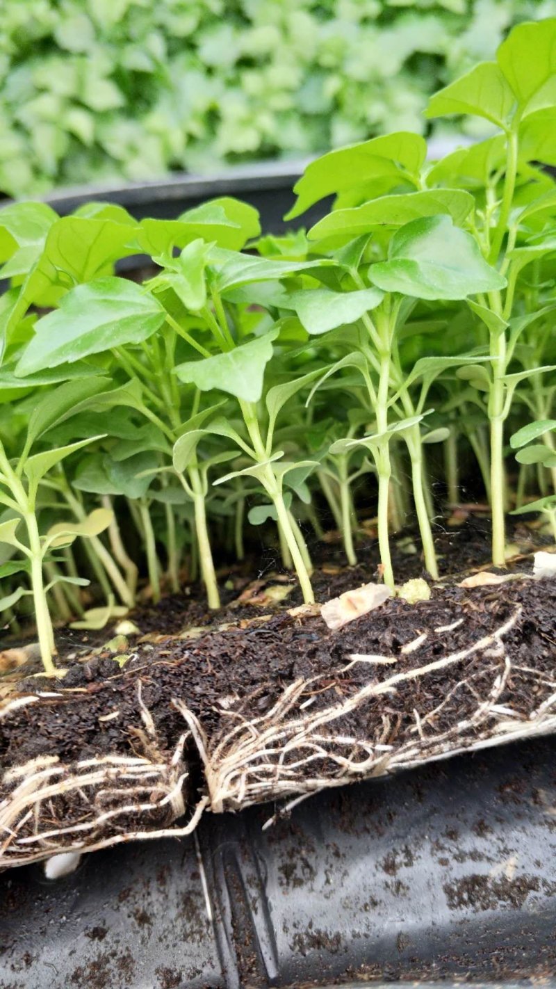幸福树小富贵观叶植物小盆栽用苗一手货源直发