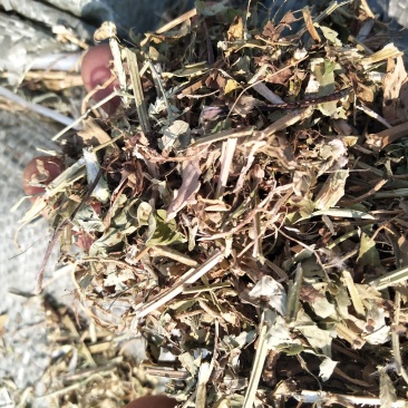 花生秧草料河南花生秧，牛羊草饲料