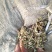花生秧草料河南花生秧，牛羊草饲料