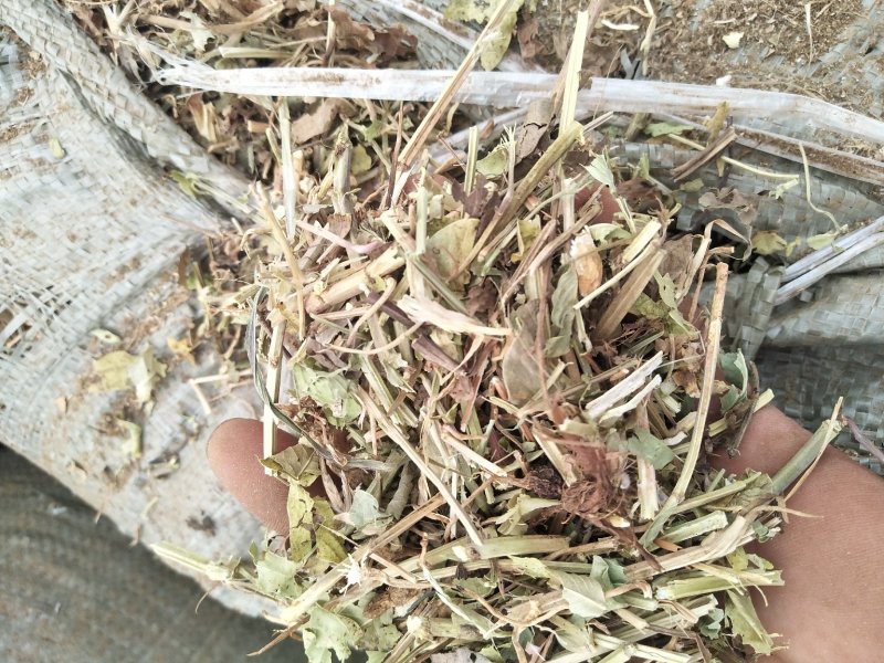 花生秧草料河南花生秧，牛羊草饲料