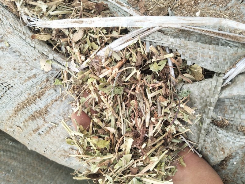 花生秧草料河南花生秧，牛羊草饲料