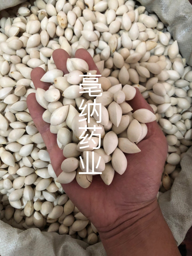 白果中药材优质白果1⃣️公斤起批壳白银杏果