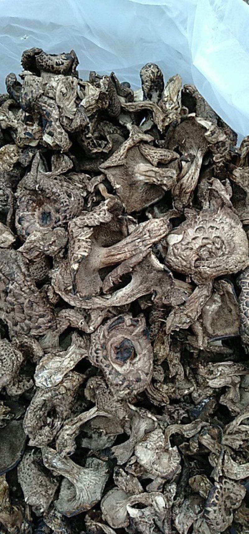 松茸黑虎掌干货供应