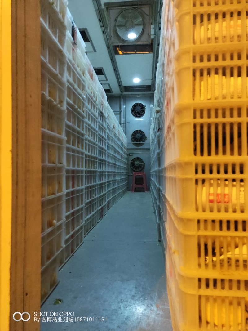 优质817鸡苗，襄阳睿博禽业有限公司，欢迎来电咨询。