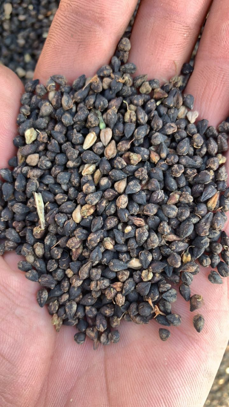 黑苦荞麦产地直销，大量发货，质量保证，欢迎采购
