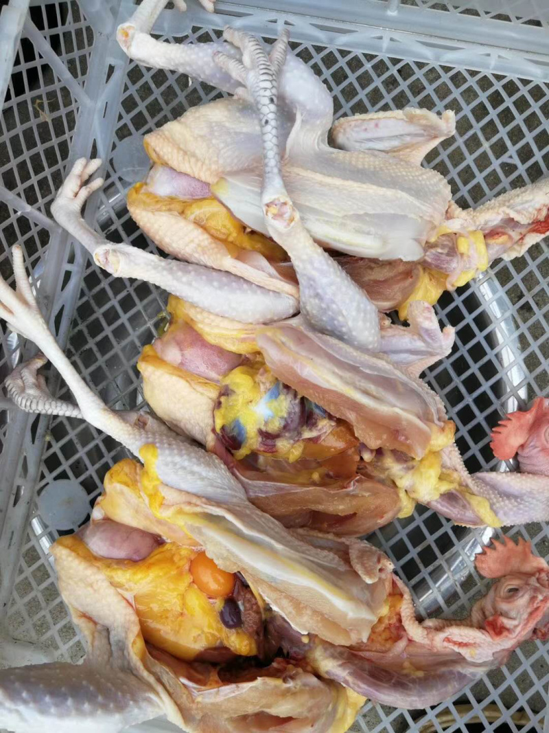 散养土鸡，老母鸡，油黄，肉质鲜美，产地直销，一手货源