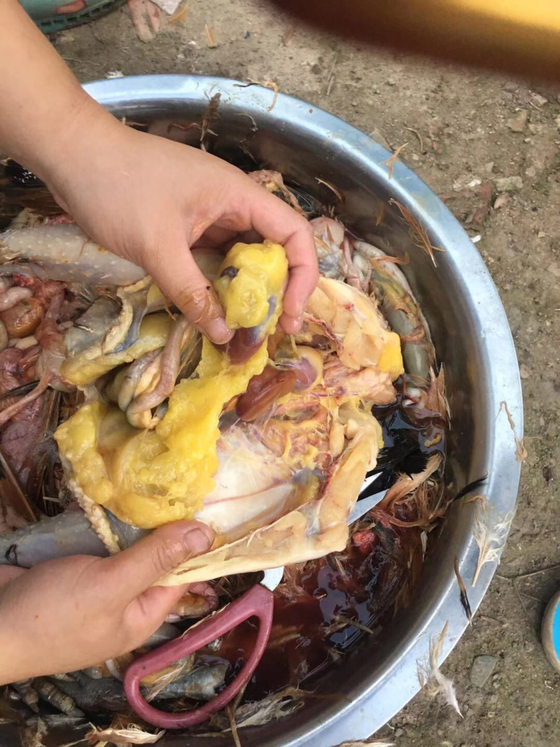 散养土鸡，老母鸡，油黄，肉质鲜美，产地直销，一手货源