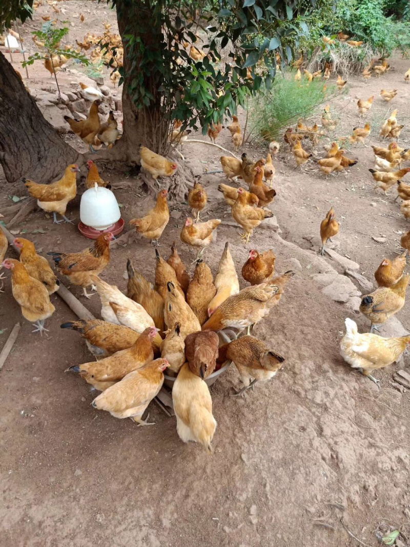 散养土鸡，老母鸡，油黄，肉质鲜美，产地直销，一手货源