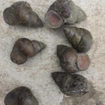 养殖螺蛳饲料螺籽螺食用螺各种规格齐全量大