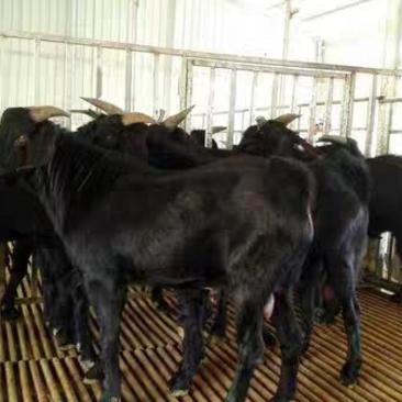 纯种努比亚黑山羊活体努比亚黑山羊种公羊努比亚黑山羊羊羔
