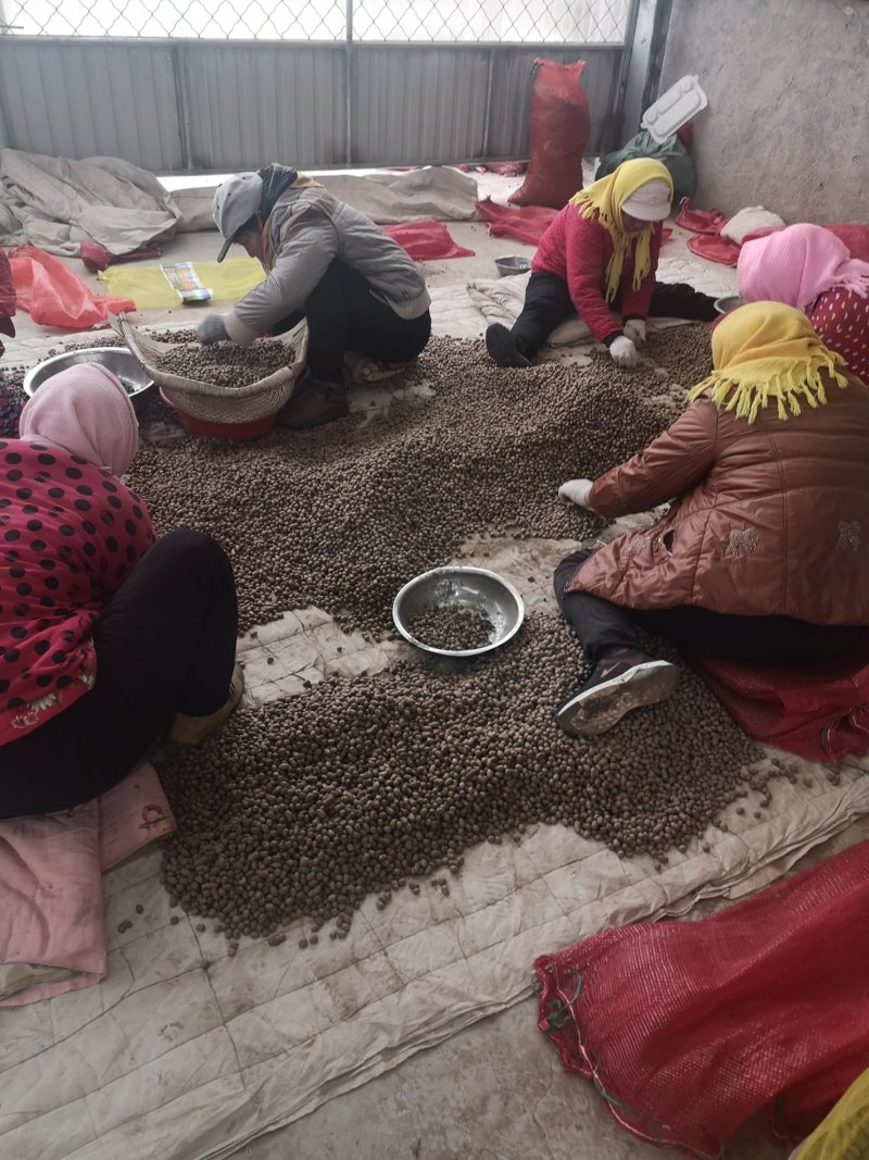 山药豆精选白玉山药豆批发，零售潍坊市青州白玉山药豆原产地