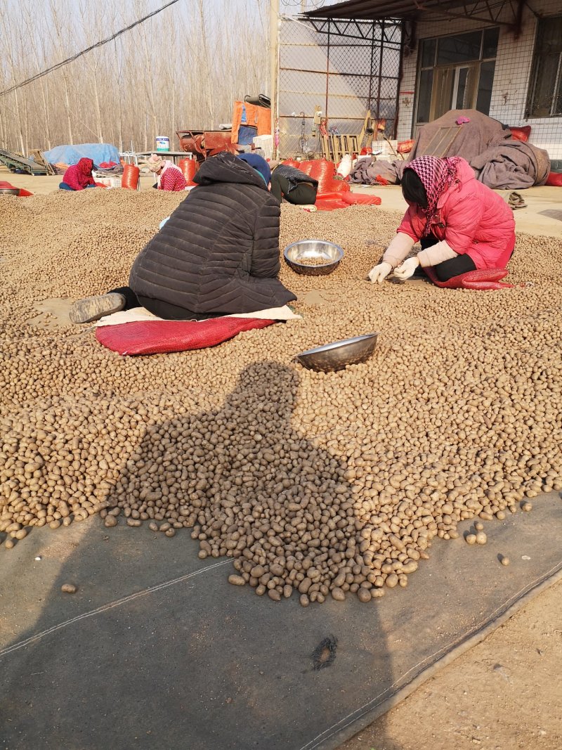 山药豆精选白玉山药豆批发，零售潍坊市青州白玉山药豆原产地