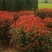 皖特价红叶石楠球50-60-70-80-100cm冠幅