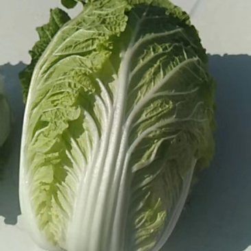 大白菜