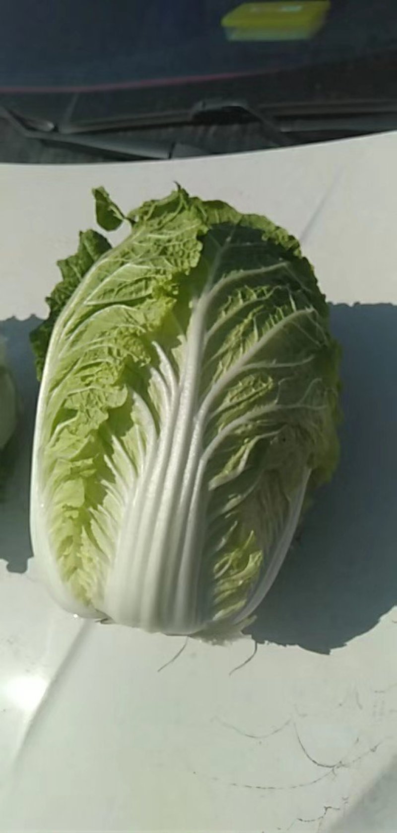 大白菜