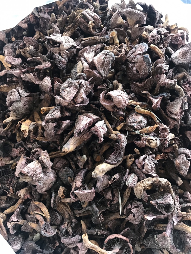 东北红蘑肉蘑干品熬汉自烤