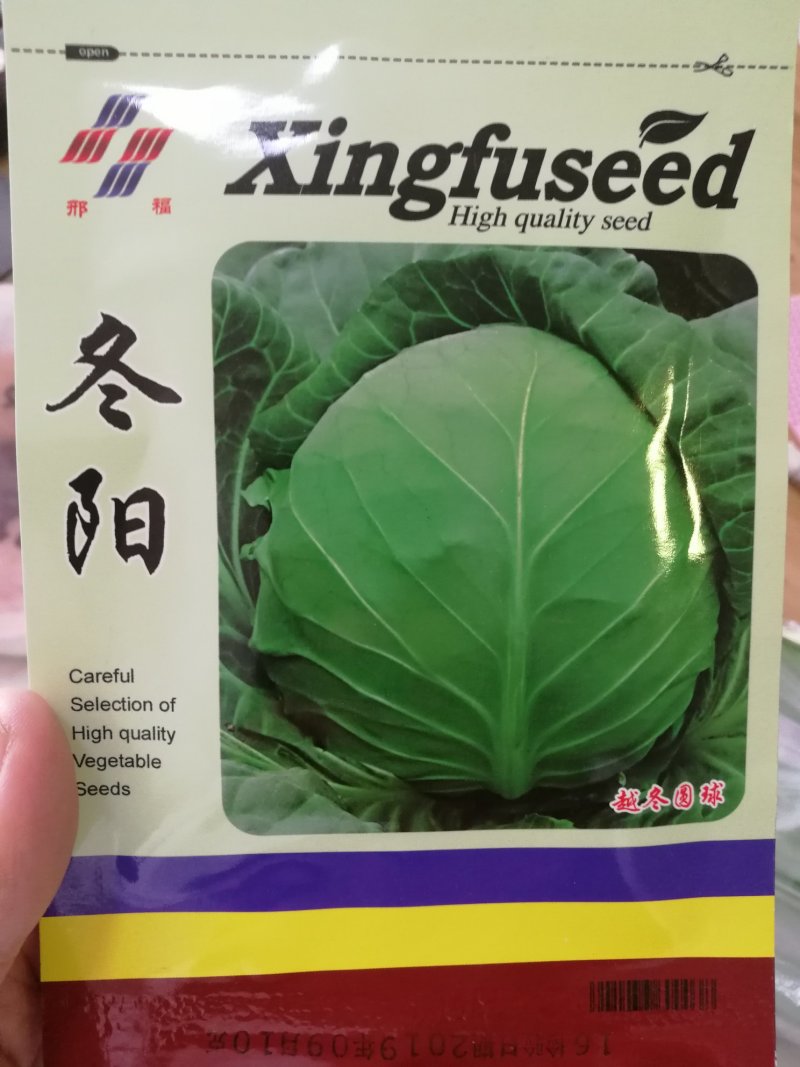 【精选】冬阳越冬甘蓝种子薄皮抗病高产丰产深绿耐抽苔