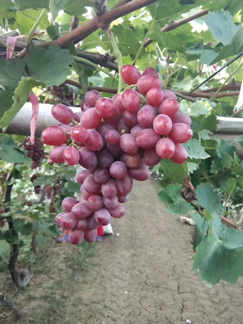河北饶阳克伦生葡萄基地，本地精品克伦生葡萄9月底即将大量