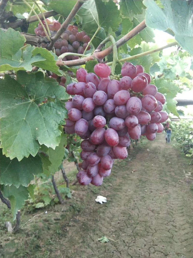 河北饶阳克伦生葡萄基地，本地精品克伦生葡萄9月底即将大量