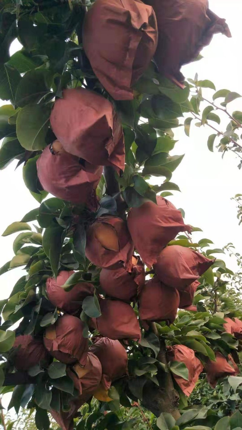 晚秋黄梨