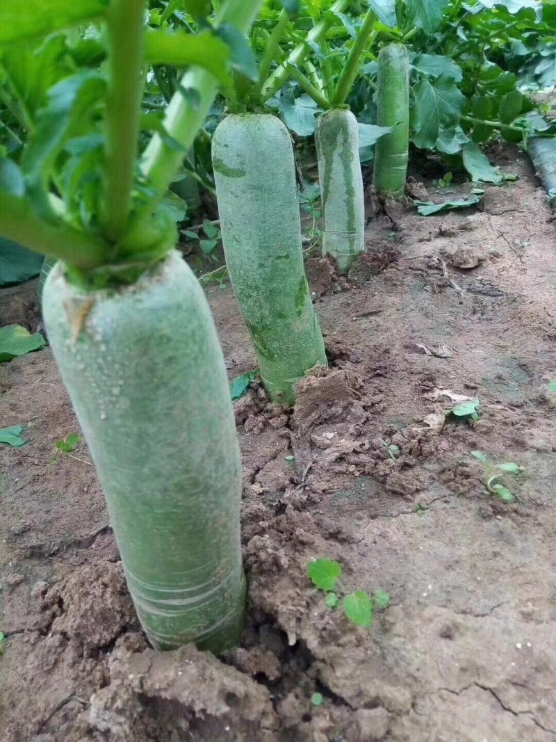 水果萝卜青萝卜质量保证人工免费大量供应现拔！