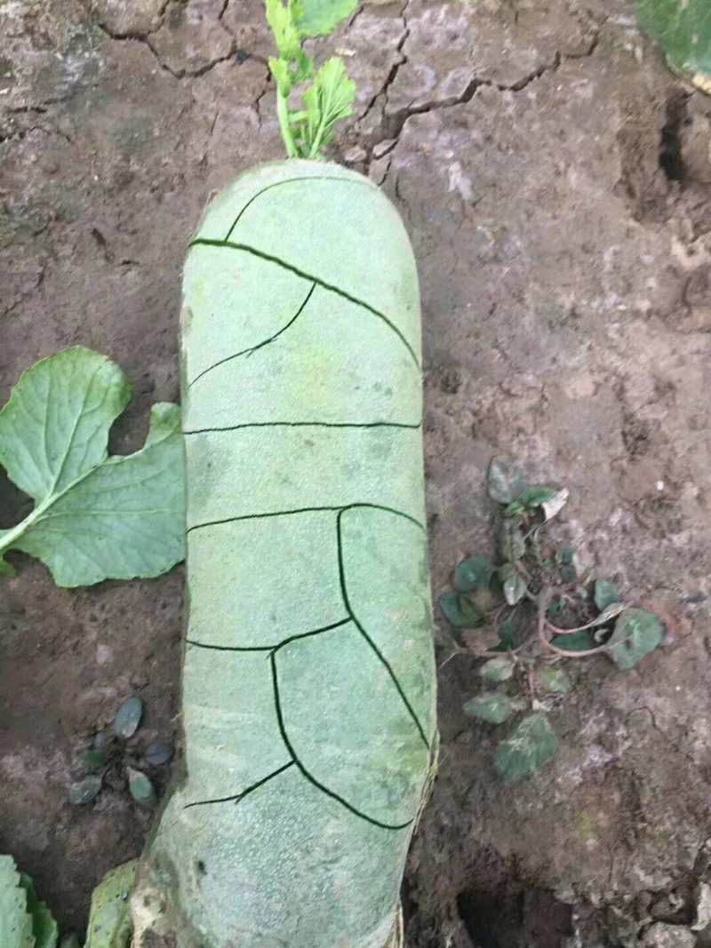水果萝卜青萝卜质量保证人工免费大量供应现拔！