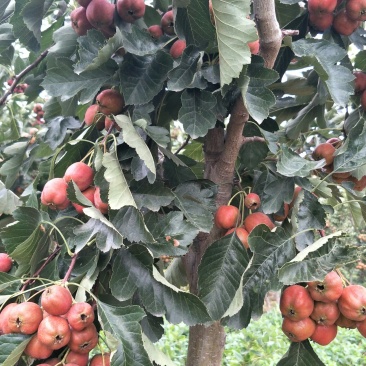 大金星超大超甜山楂果
