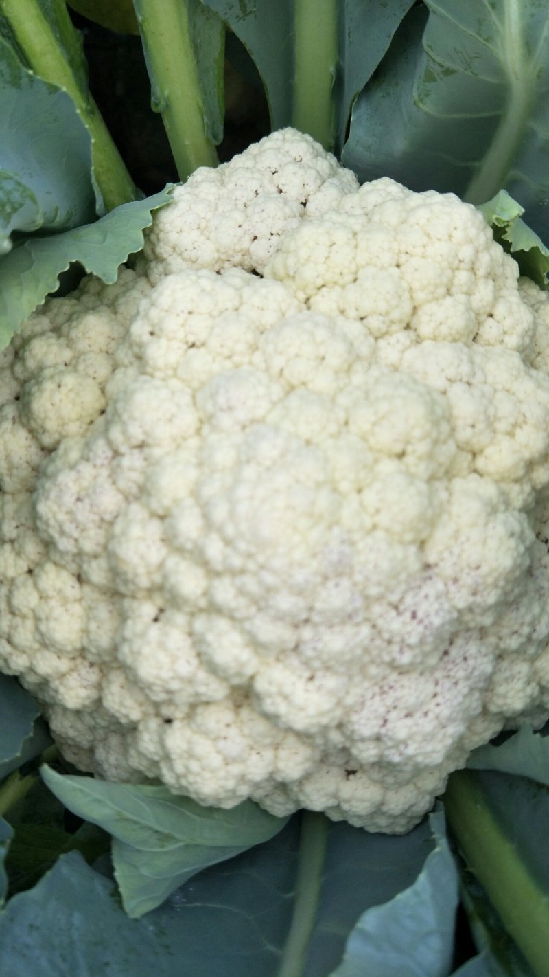 优质花菜大量上市