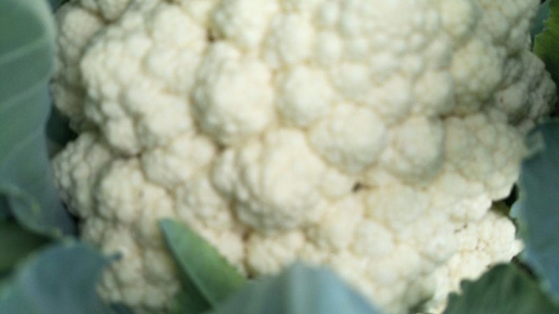 优质花菜大量上市