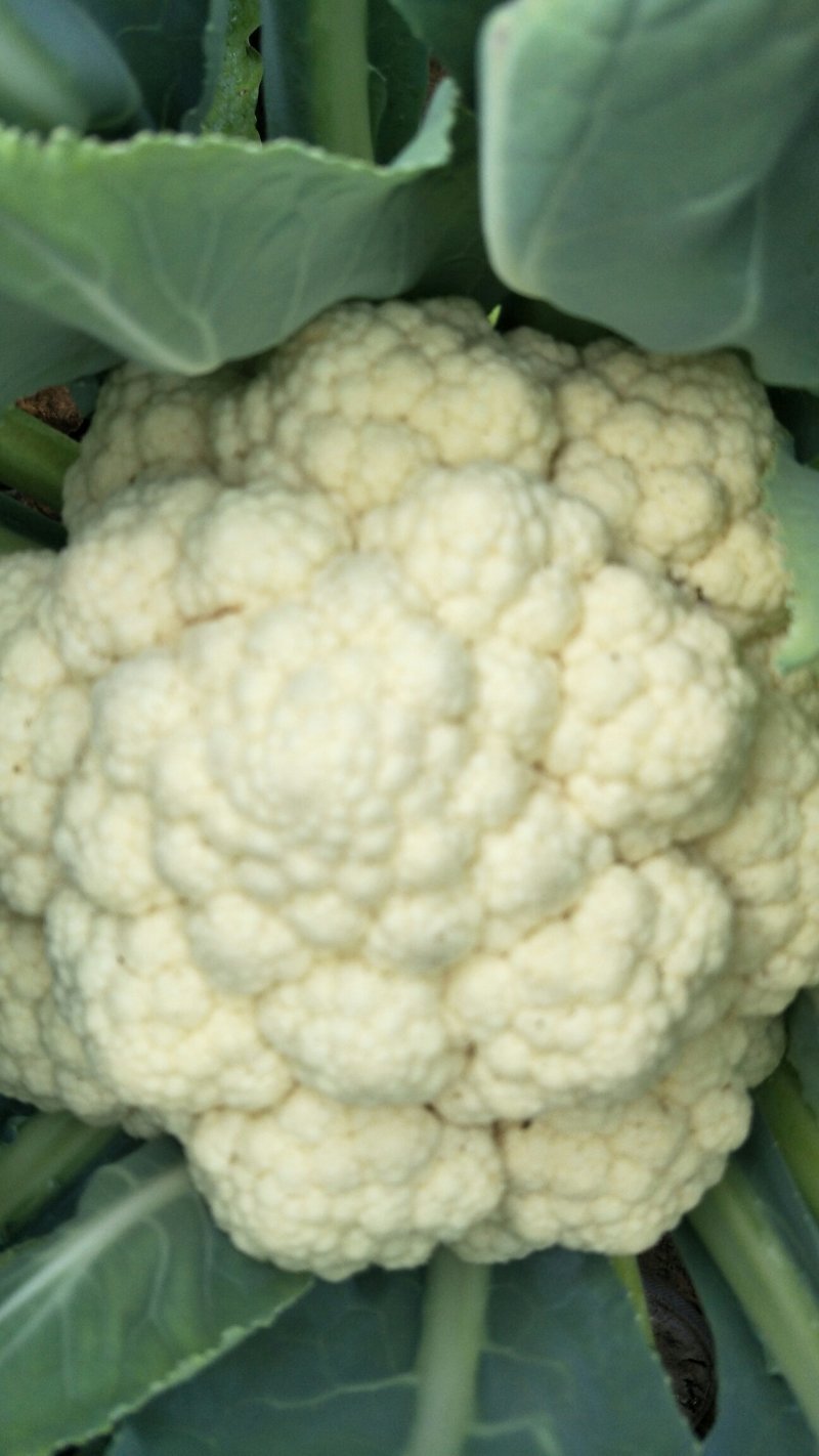 优质花菜大量上市