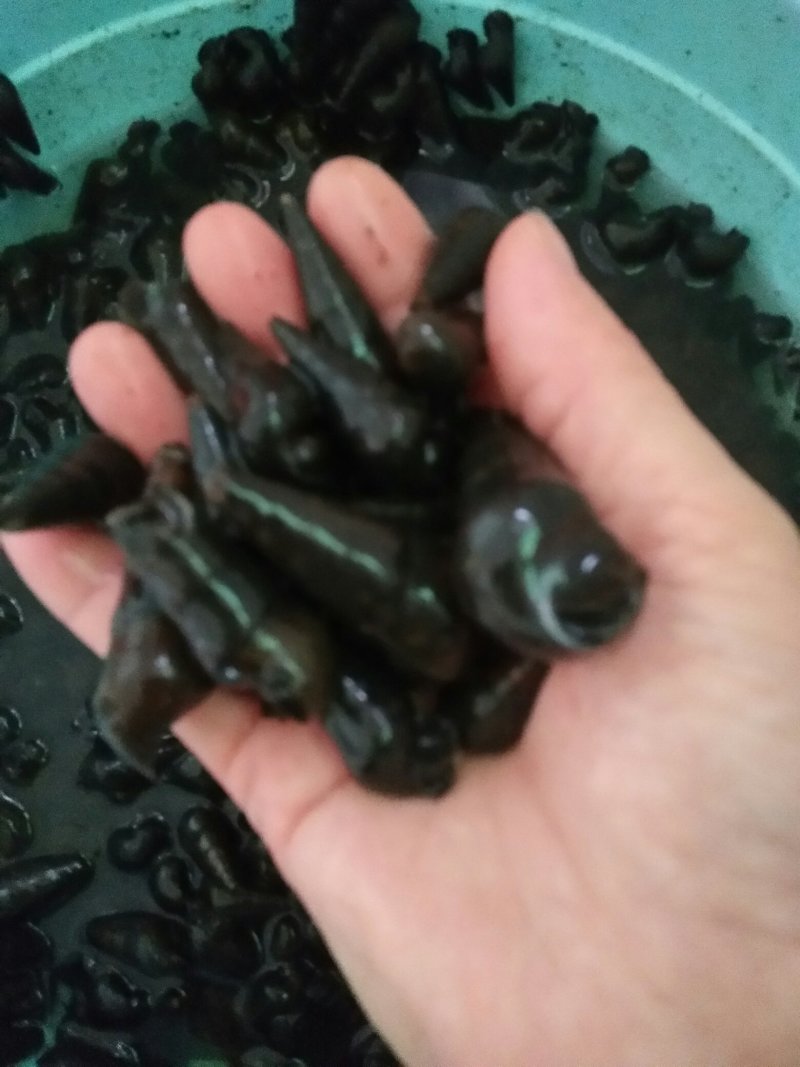 纯黑山坑螺批发
