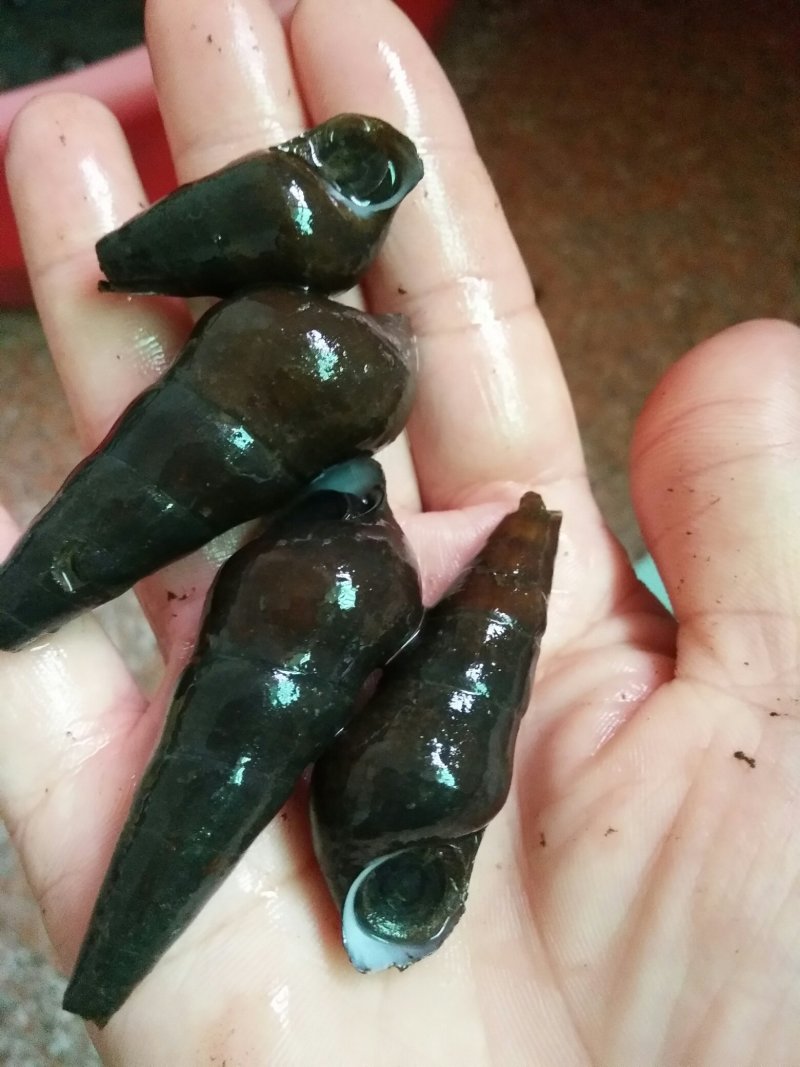 纯黑山坑螺批发