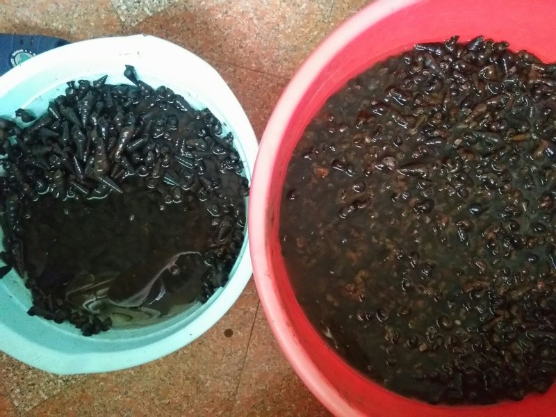 纯黑山坑螺批发