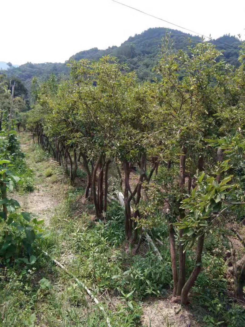 映山红绿化工程桩国旗红熟桩批发各种规格