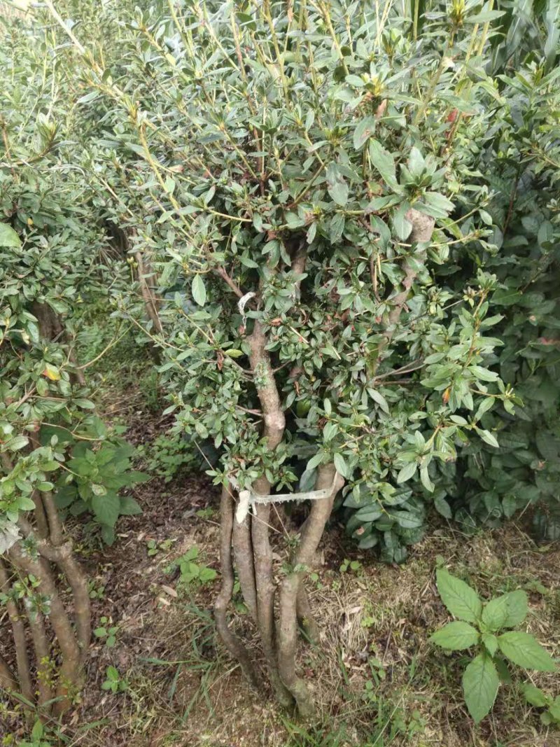 映山红绿化工程桩国旗红熟桩批发各种规格
