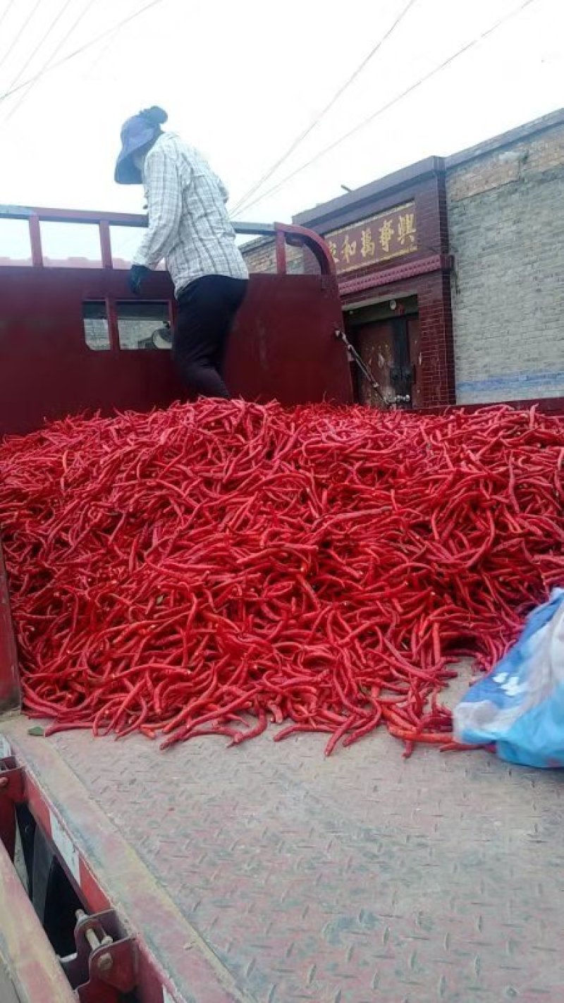 鲜红辣椒适合加工打酱剁椒