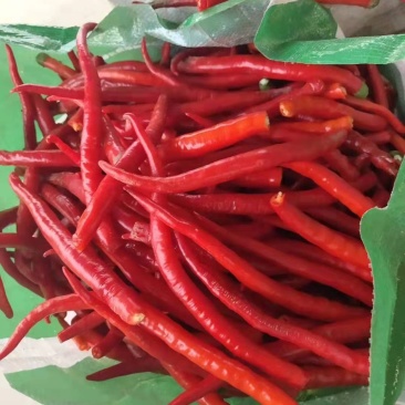 鲜红辣椒适合加工打酱剁椒