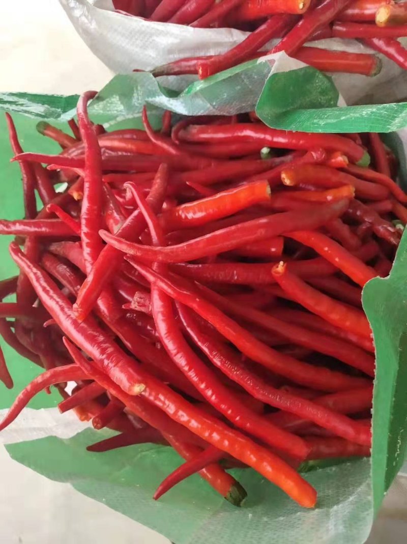鲜红辣椒适合加工打酱剁椒