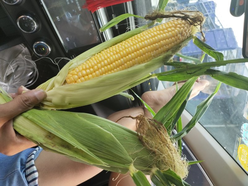 【万亩基地】水果甜玉米太阳花金钟玉万糯规格齐全电商