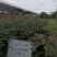 金弹子下山桩可批发