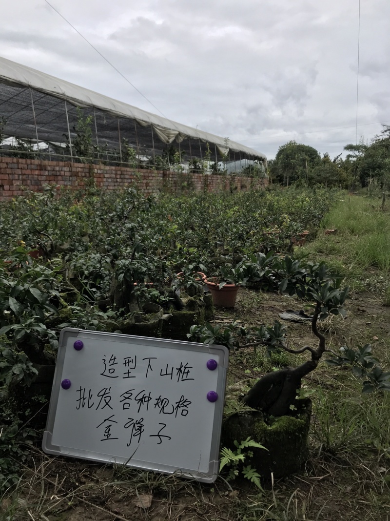 金弹子下山桩可批发